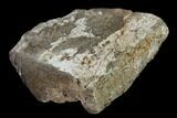 Polished Dinosaur Bone (Gembone) Section - Utah #151461-2